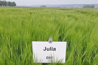 Julia ist trotz Rückgang wiederum die bedeutendste Wintergerstensorte in der Vermehrung - © Eric Preuß Ein Schild mit der Aufschrift "Julia" steht in einem grünen Getreidefeld unter bewölktem Himmel.