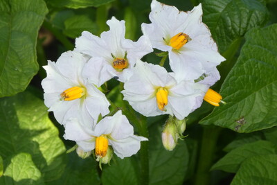 Kennzeichnend für Anuschka ist ein mittel bis großer Blütenstand. - © Eric Preuß Kennzeichnend für Anuschka ist ein mittel bis großer Blütenstand.