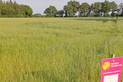Vermehrung von Deutschem Weidelgras - © Eric Preuß Grüne Wiese mit einem rosa Schild im Vordergrund, Bäume am Horizont unter blauem Himmel.