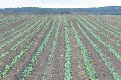 Vermehrungen von Hybridraps werden in Einzelkornsaat angelegt - © Eric Preuß Vermehrungen von Hybridraps werden in Einzelkornsaat angelegt